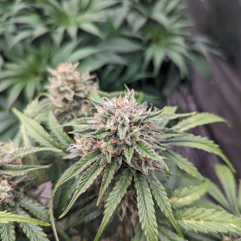 Guava gelato auto growlog timeline photo