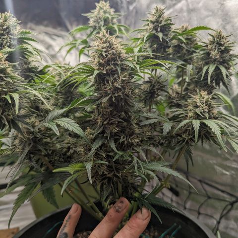 Guava gelato auto growlog timeline photo