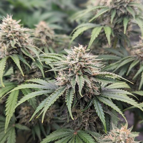 Guava gelato auto growlog timeline photo