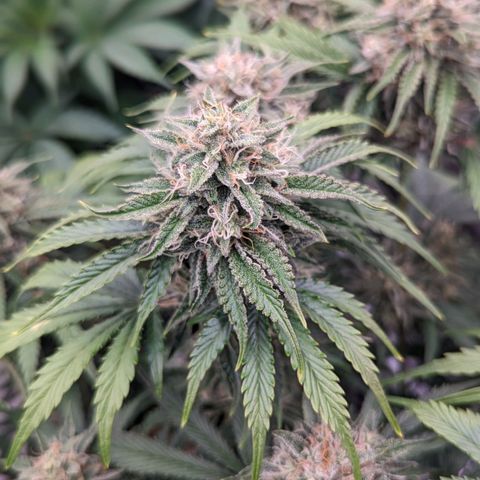 Guava gelato auto growlog timeline photo