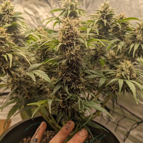 Guava gelato auto growlog timeline photo