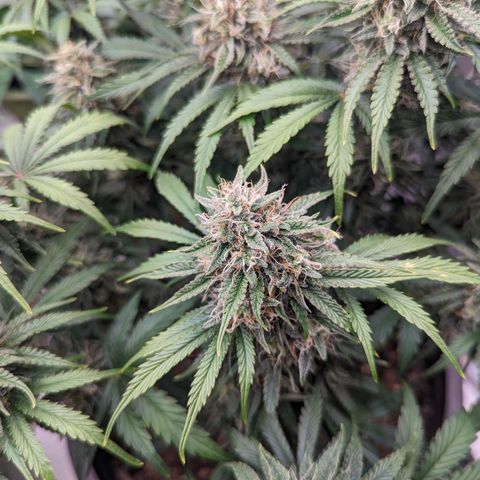 Guava gelato auto growlog timeline photo