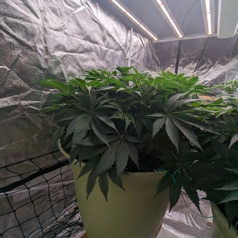 CBD Chronic growlog timeline photo