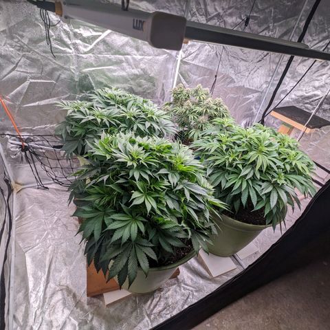 CBD Chronic growlog timeline photo