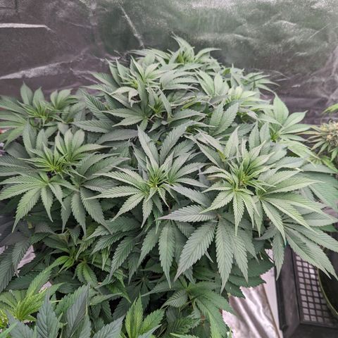 CBD Chronic growlog timeline photo