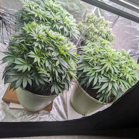 CBD Chronic growlog timeline photo
