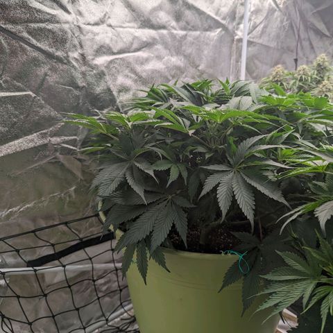 CBD Chronic growlog timeline photo