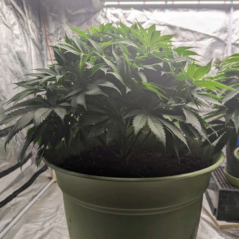 CBD Chronic #2 growlog timeline photo