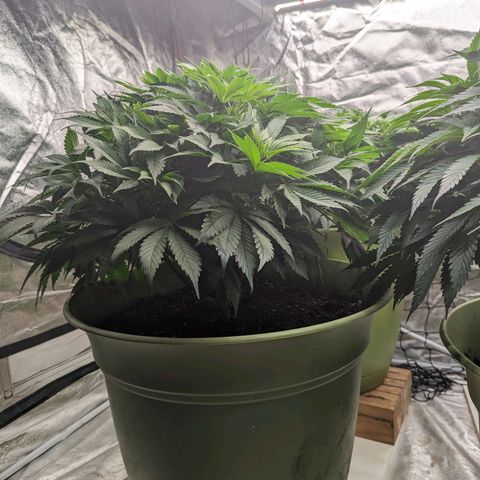 CBD Chronic #2 growlog timeline photo