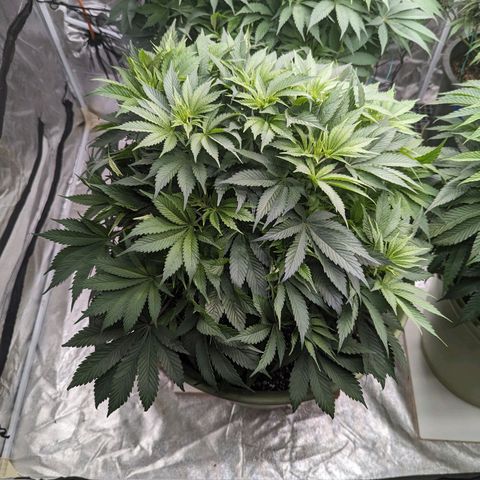 CBD Chronic #2 growlog timeline photo