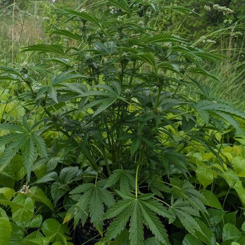 Guava Gelato growlog timeline photo