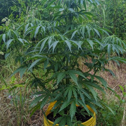 Auto Sweet Tooth growlog timeline photo