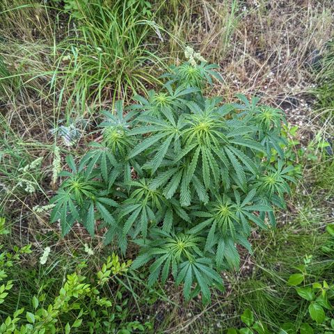 Auto Sweet Tooth growlog timeline photo