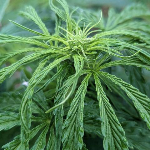 Auto Sweet Tooth growlog timeline photo