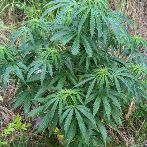 Auto Sweet Tooth growlog timeline photo