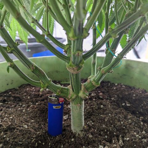 Apples and Bananas growlog timeline photo