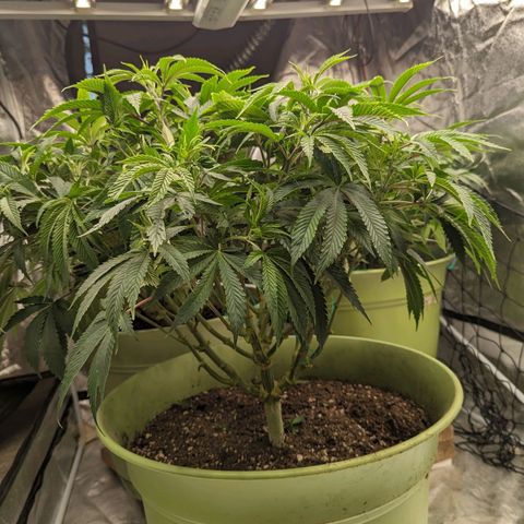 Apples and Bananas growlog timeline photo