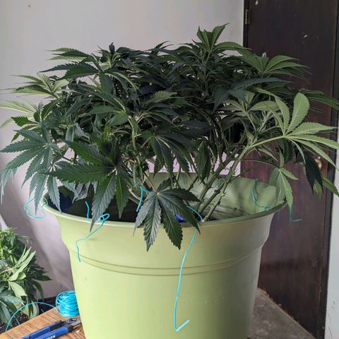 Apples and Bananas growlog timeline photo