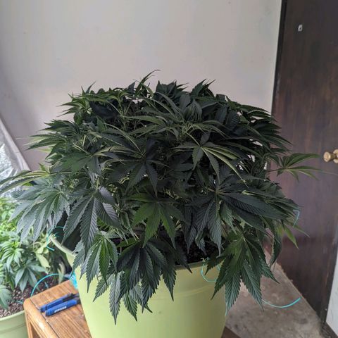 Apples and Bananas growlog timeline photo