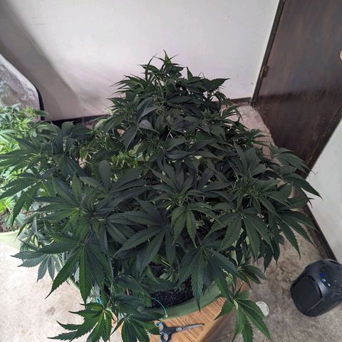 Apples and Bananas growlog timeline photo