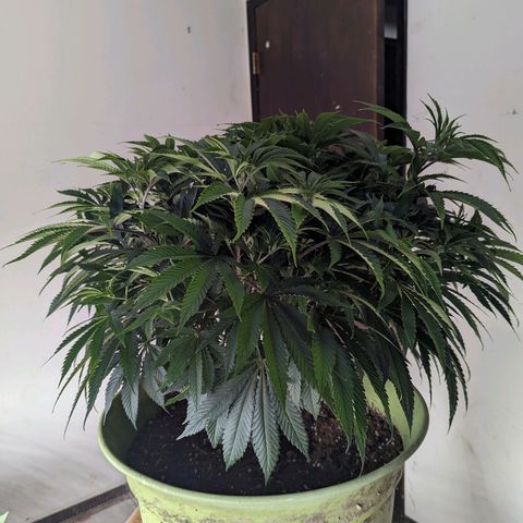 Apples and Bananas growlog timeline photo