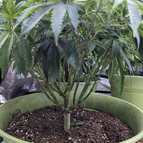 Apples and Bananas growlog timeline photo