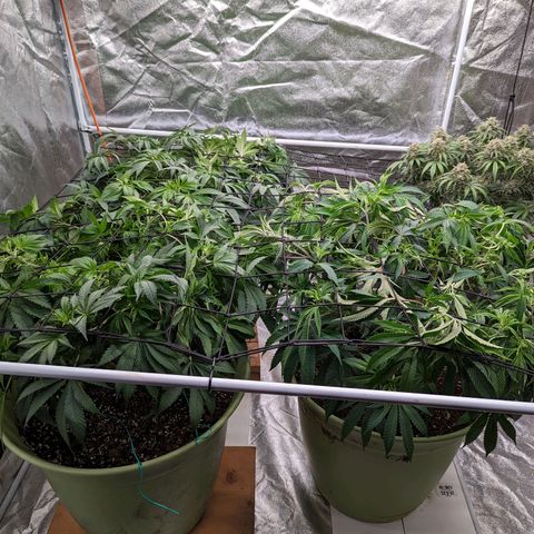 Apples and Bananas growlog timeline photo