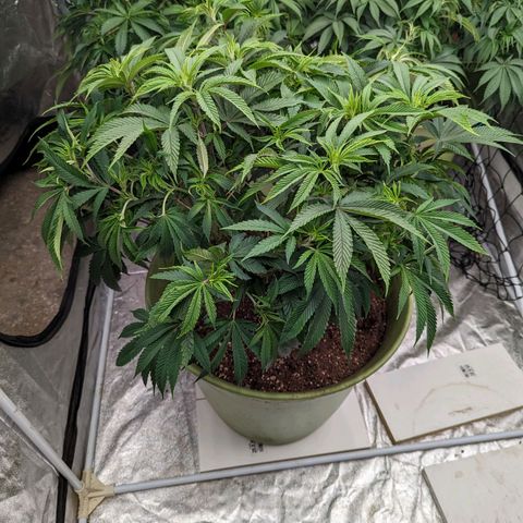 Apples and Bananas growlog timeline photo