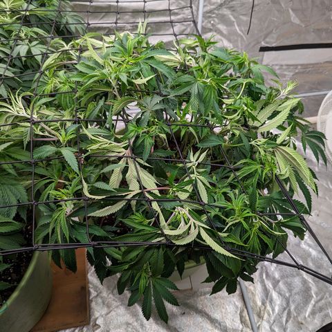Apples and Bananas growlog timeline photo