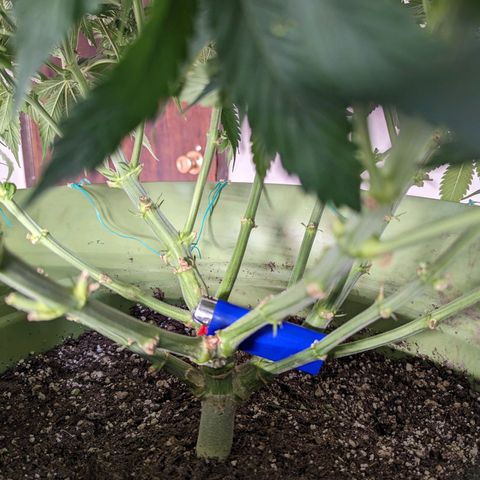 Apples and Bananas growlog timeline photo