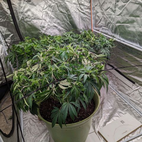Apples and Bananas growlog timeline photo