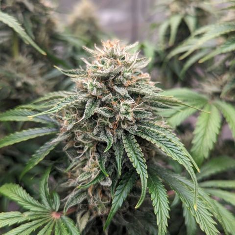 Guava gelato auto growlog timeline photo