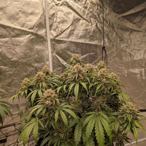 Guava gelato auto growlog timeline photo