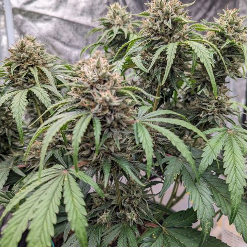 Guava gelato auto growlog timeline photo