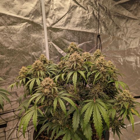 Guava gelato auto growlog timeline photo