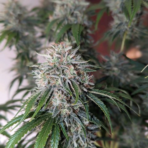 Guava gelato auto growlog timeline photo