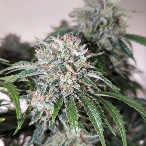 Guava gelato auto growlog timeline photo