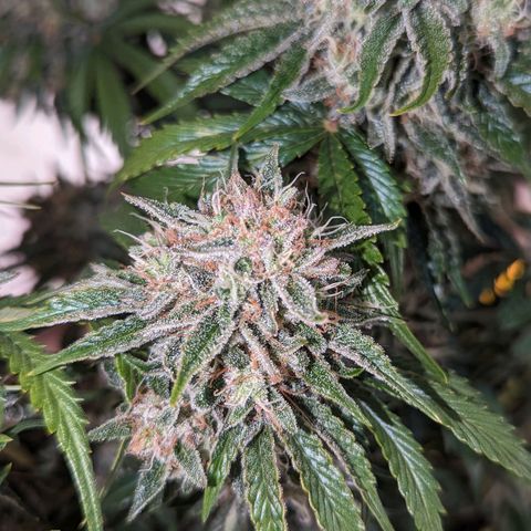 Guava gelato auto growlog timeline photo
