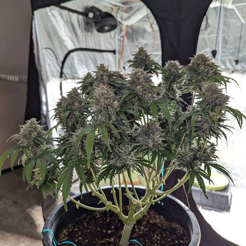 Guava gelato auto growlog timeline photo