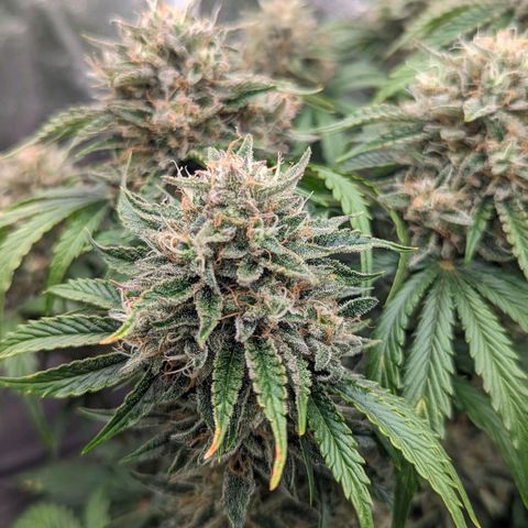 Guava gelato auto growlog timeline photo