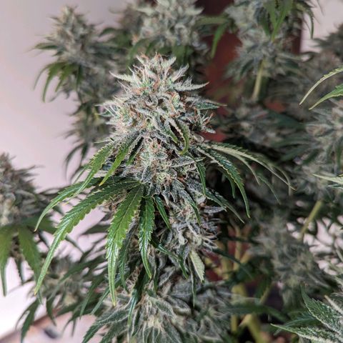 Guava gelato auto growlog timeline photo