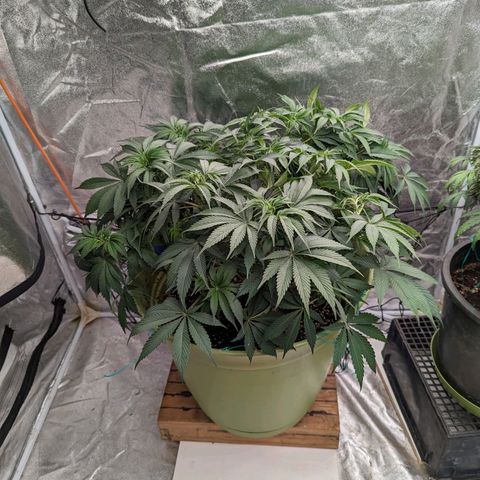 CBD Chronic growlog timeline photo