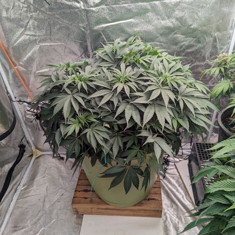 CBD Chronic growlog timeline photo