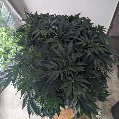 CBD Chronic growlog timeline photo
