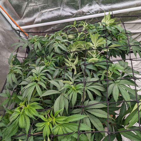 CBD Chronic growlog timeline photo