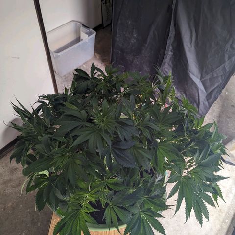 CBD Chronic #2 growlog timeline photo