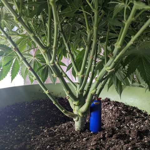 CBD Chronic #2 growlog timeline photo
