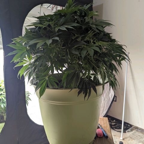 CBD Chronic #2 growlog timeline photo