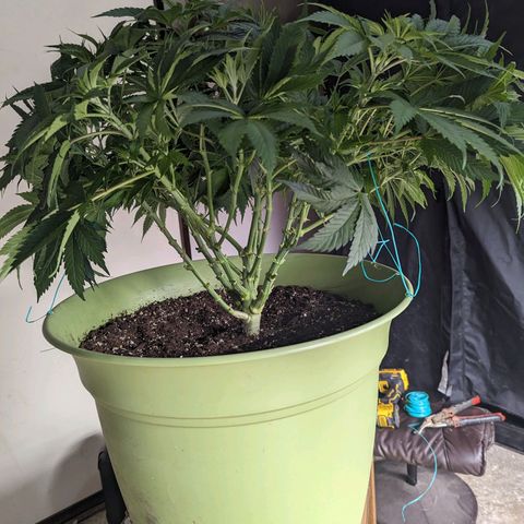 CBD Chronic #2 growlog timeline photo