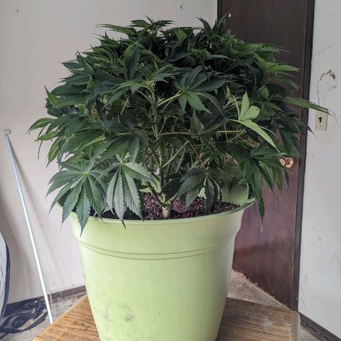 CBD Chronic #2 growlog timeline photo
